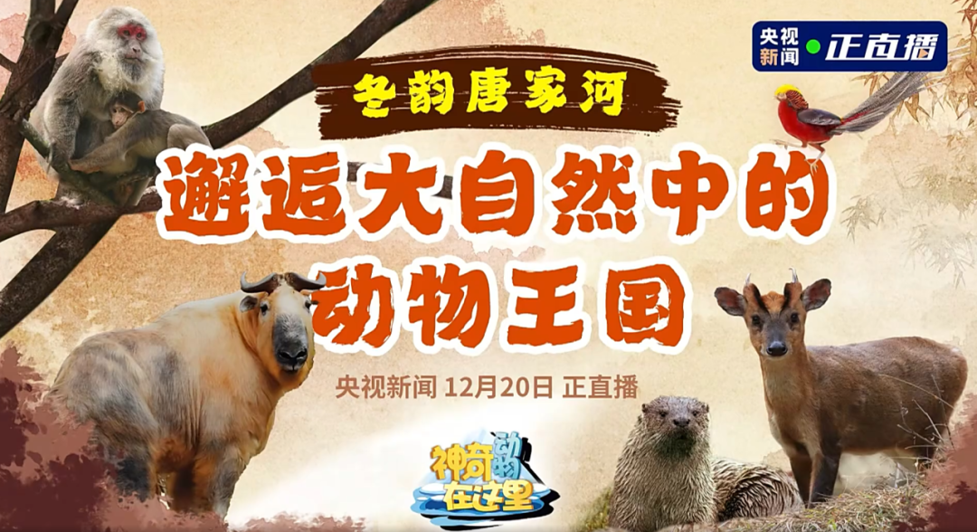 媒体聚焦 | 央视新闻走进唐家河，，，，，邂逅冰雪童话天下的动物王国